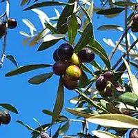 Crain Olive Farm dba Ramona Valley Olive Oil