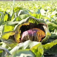 J. MarchiniSon, dba J. Marchini Farms