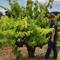 Bedrock Vineyard