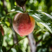 Bella Bolettino, dba Bella Bolettino Farms