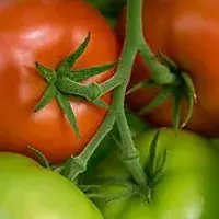 Stauffer Huling Farms