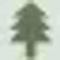 Jim Wilmer & Sons Timber Harvesting