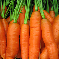 Buried Treasures Organic Farm