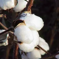Cottonman.com
