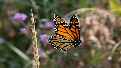 Restoring Monarch Habitats: Methane Abatement Linked to Native Plant ...